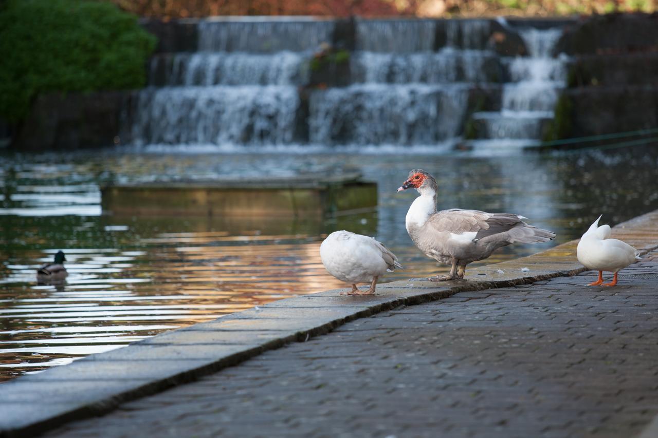 Cwrt Yr Ala Estate Cardiff Eksteriør billede